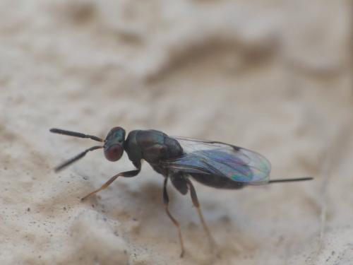 Réf. 190 693 : Monodontomerus sp.